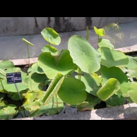 Nelumbo Luteum Flavescens (fam Nelumbonacees) (10)
